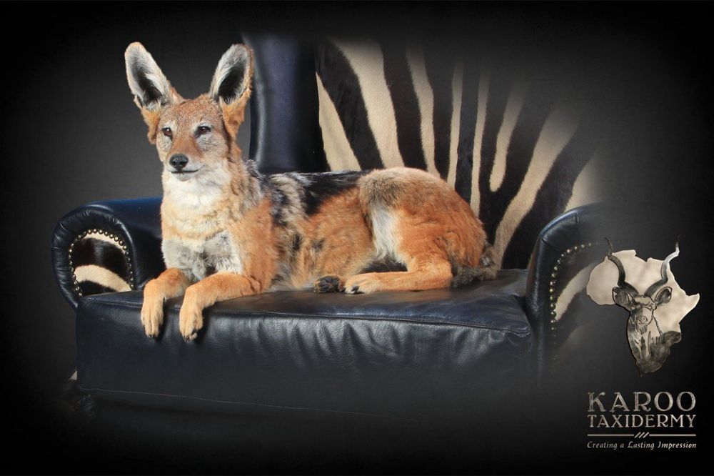 jackal_full_mount_on_zebra_couch.jpg