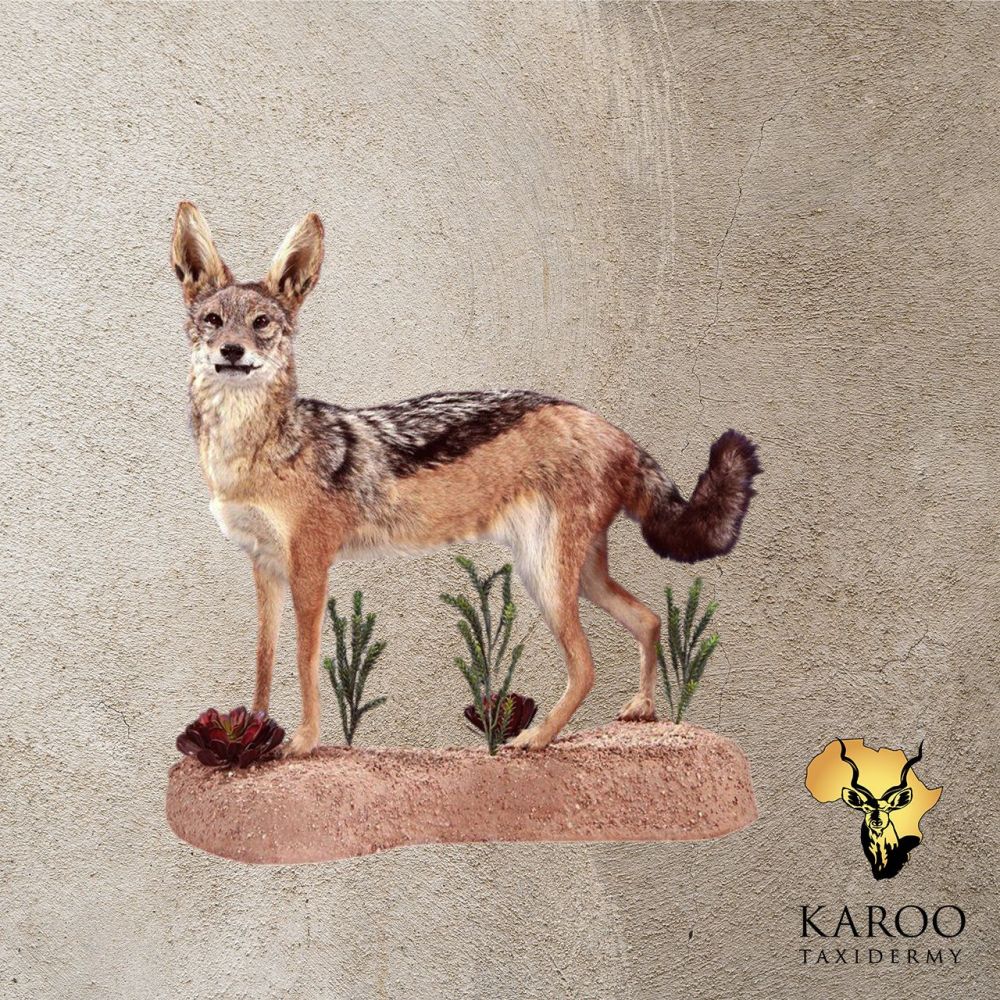 Black-backed Jackal Full Mount &ndash; Standing Alert Pose