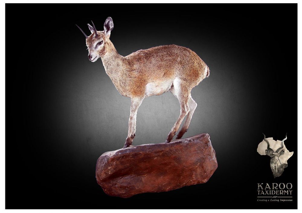 klipspringer_full_mount.jpg