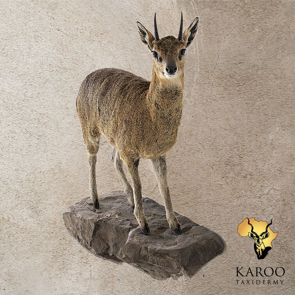 Klipspringer Full Mount – Standing on a Wall-Mounted Base, Looking Straight