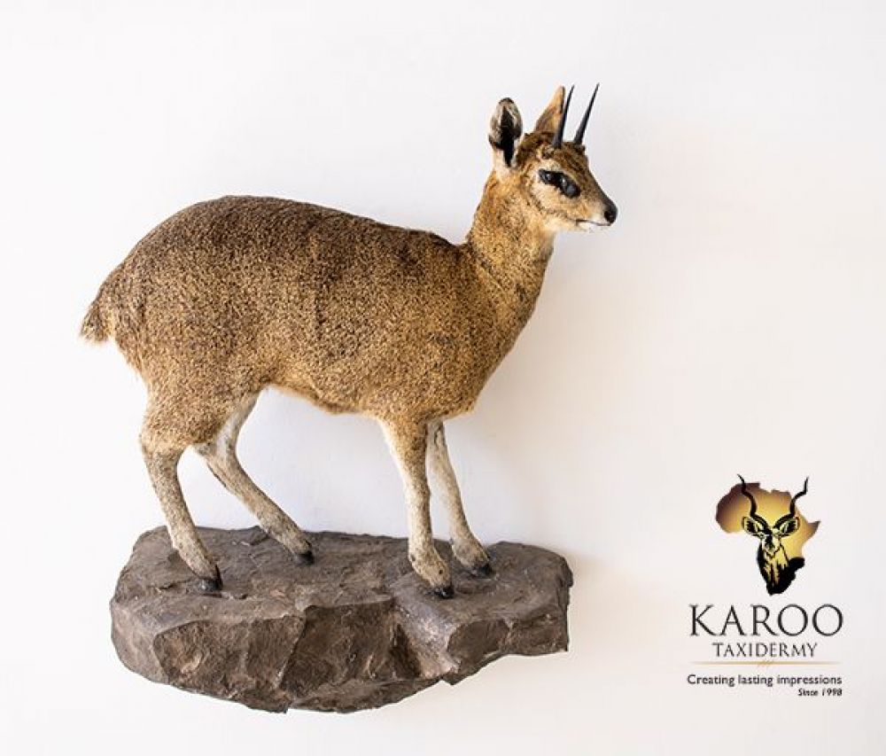 klipspringer_full_mount_wall_pedestal_side_view.jpg