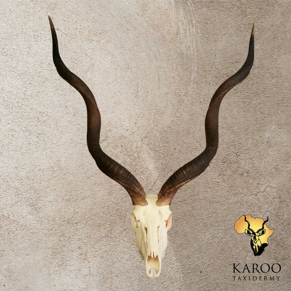 Kudu Skull Bleach