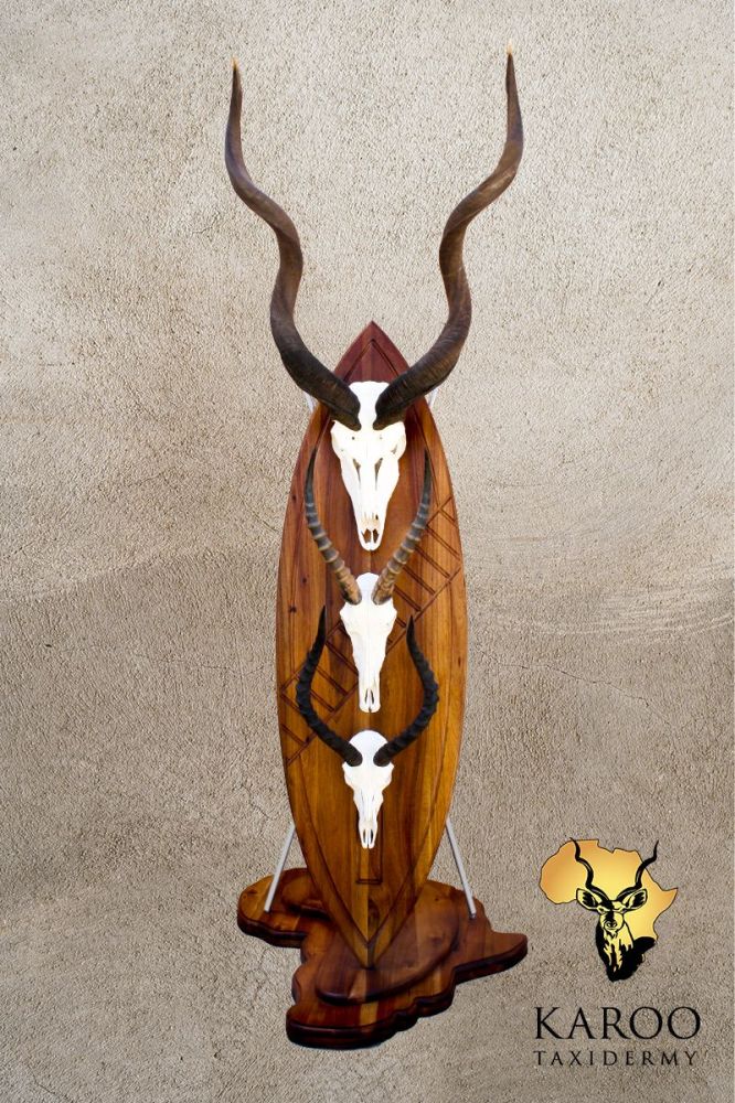 Kudu, Blesbuck and Impala skull bleach Mounted on a Custom Zulu Shield with Spears
