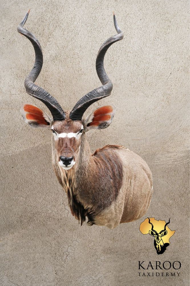 Kudu Custom Wall Pedestal &ndash; Left Turn, Looking Eighth Left