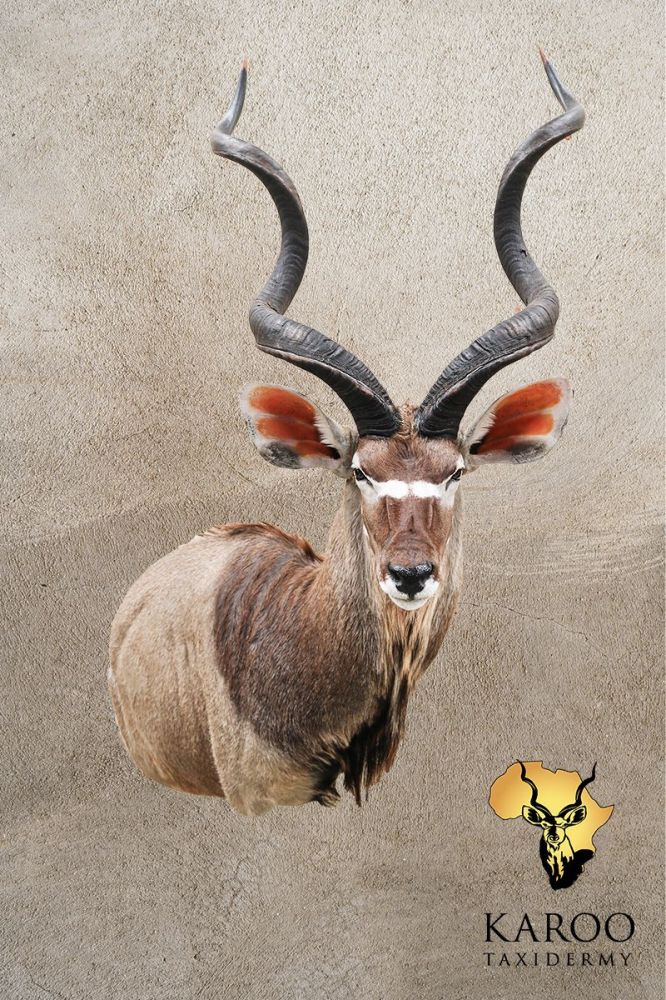 Kudu Custom Wall Pedestal &ndash; Right Turn, Looking Eighth Right
