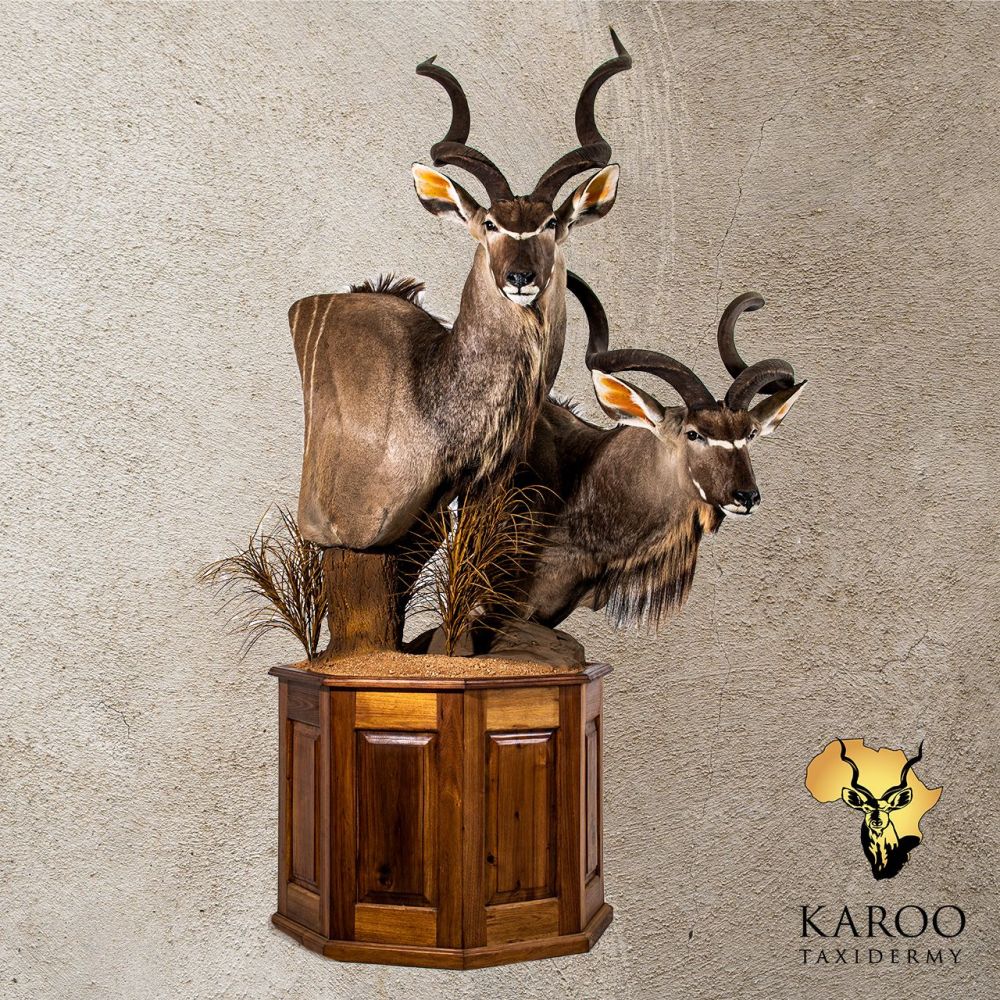 Kudu Pair Custom Pedestal Display