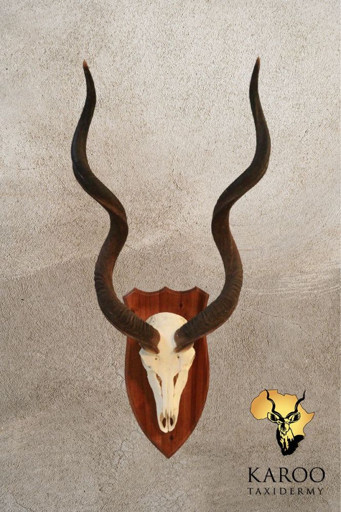 Kudu European Mount on Hardwood Shield