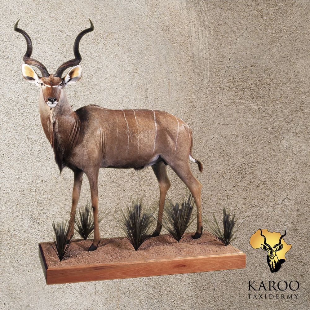 Kudu Full Mount &ndash; Standing, Looking 90 Degrees Left