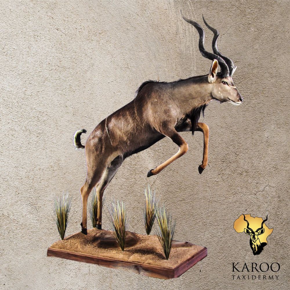 Kudu Full Mount &ndash; Jumping, Looking Straight