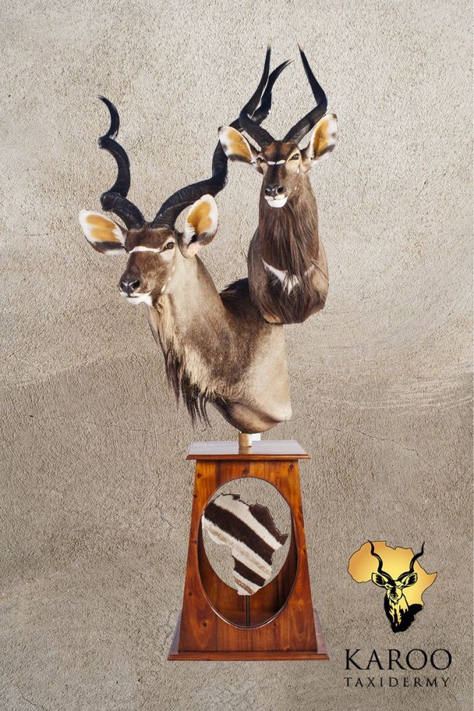 Kudu and Nyala Pedestal Display on a Tapered Base with Floating Africa Map and Zebra-Skin Insert