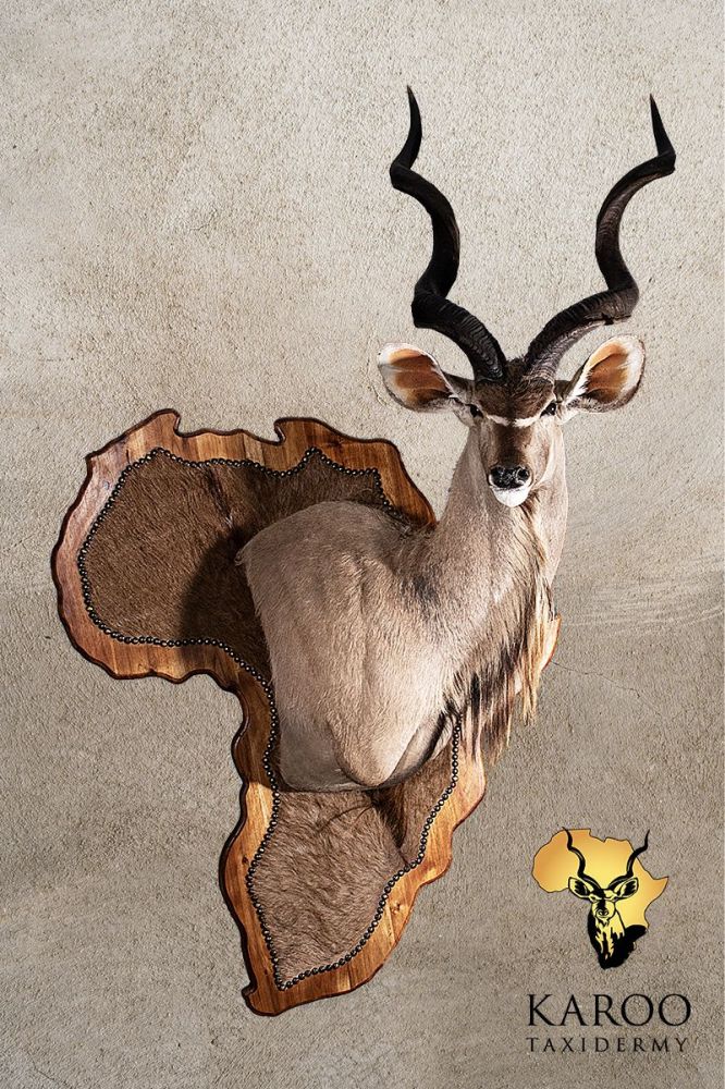 Kudu Custom Wall Pedestal on Africa Map Shield &ndash; Right Turn, Looking Straight