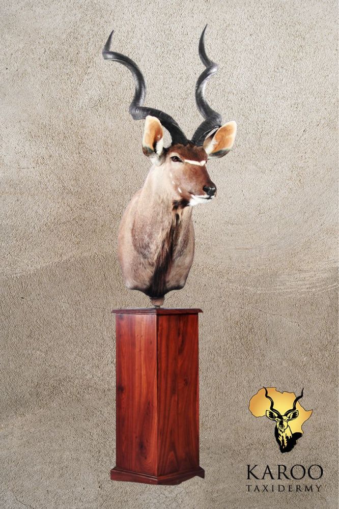 Kudu Pedestal Mount &ndash; Eighth Left on a rectangular Wooden Floor Pedestal