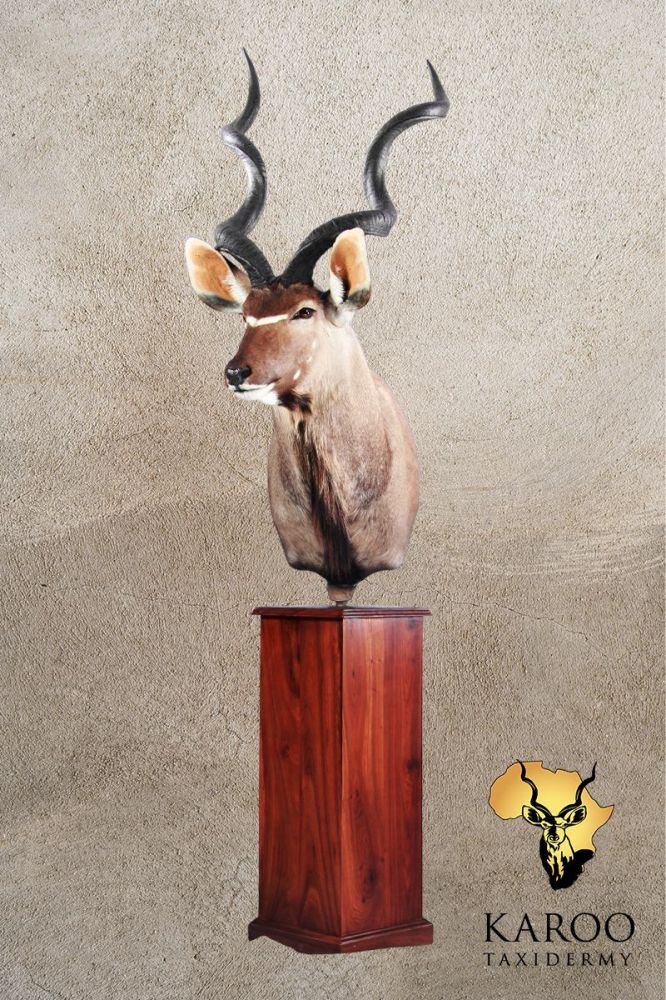 Kudu Pedestal Mount &ndash; Eighth Right on a rectangular Wooden Floor Pedestal