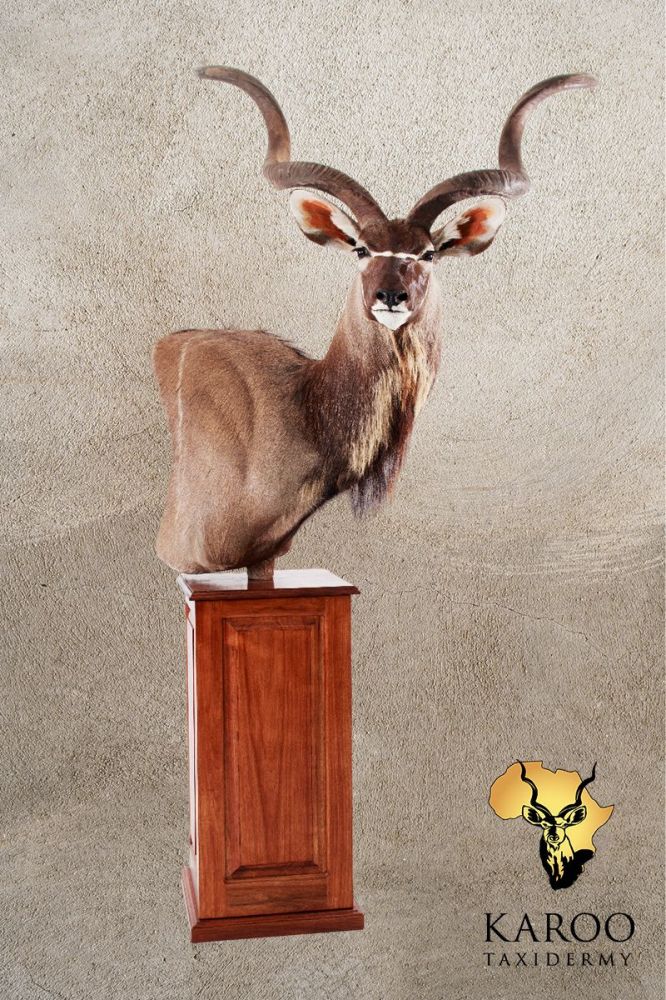 Kudu Pedestal Mount &ndash; Looking Straight on a rectangular Wooden Floor Pedestal