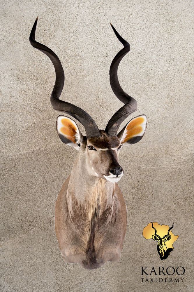 Kudu Shoulder Mount &ndash; Eighth Left