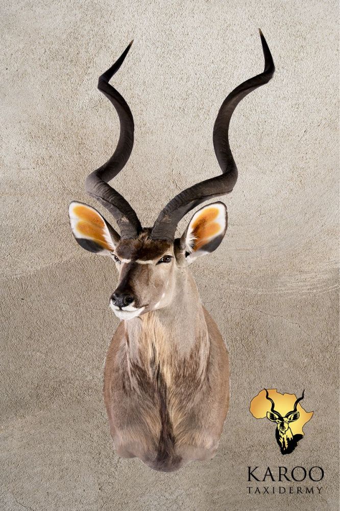 Kudu Shoulder Mount &ndash; Eighth Right