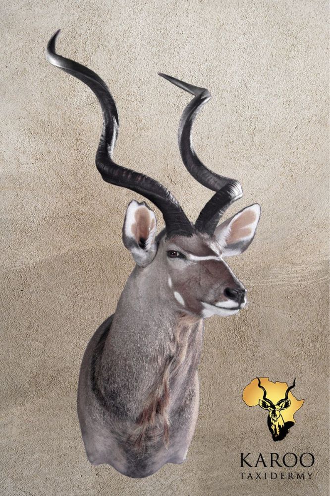 Kudu Shoulder Mount &ndash; Quarter Left