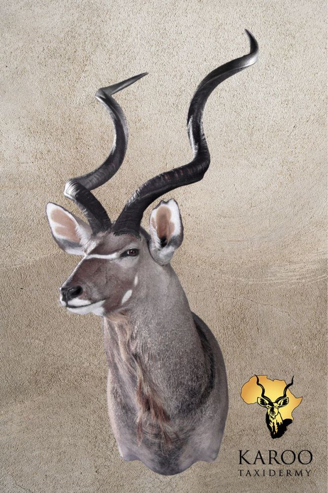 Kudu Shoulder Mount &ndash; Quarter Right
