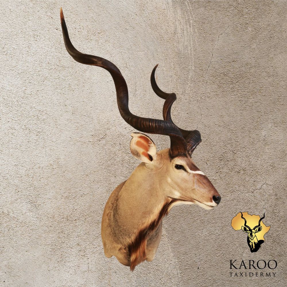 Kudu Shoulder Mount &ndash; Quarter Left