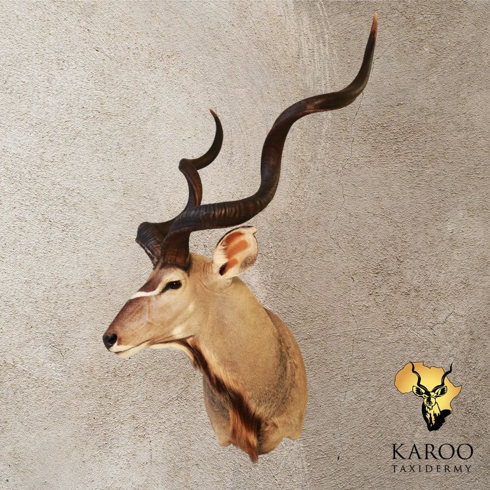 Kudu Shoulder Mount &ndash; Quarter Right