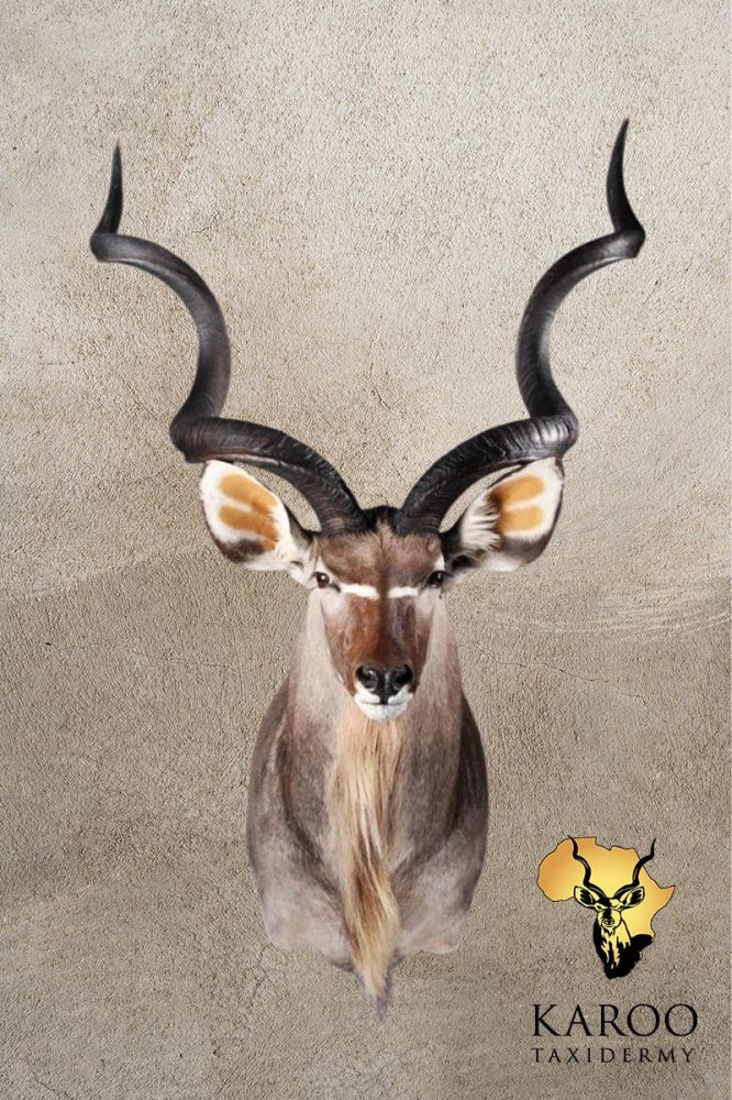 Kudu Shoulder Mount &ndash; Looking Straight