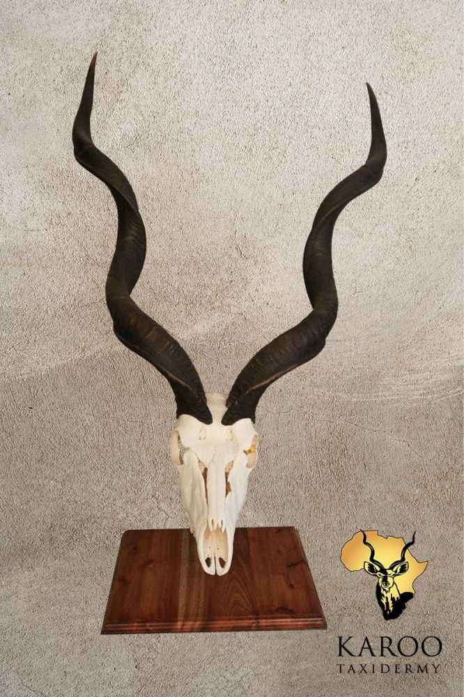 Kudu European Table Mount on Hardwood Base