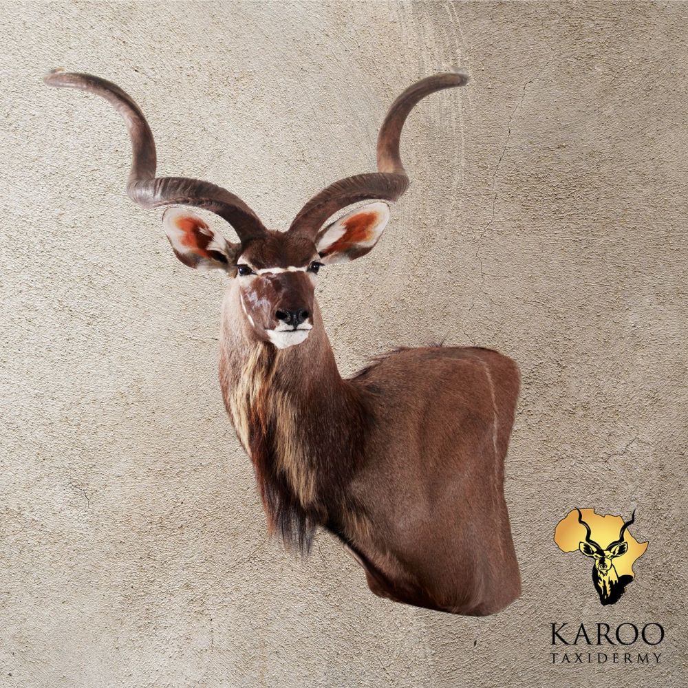 Kudu Wall Pedestal &ndash; Left Turn, Looking Quarter Left