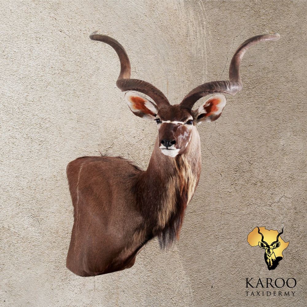 Kudu Wall Pedestal &ndash; Right Turn, Looking Quarter Right