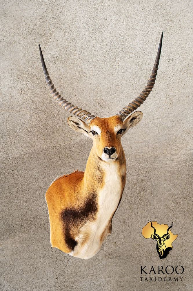 4002-lechwe-portrait-wall-pedestal-right-turn-looking-eighth-right