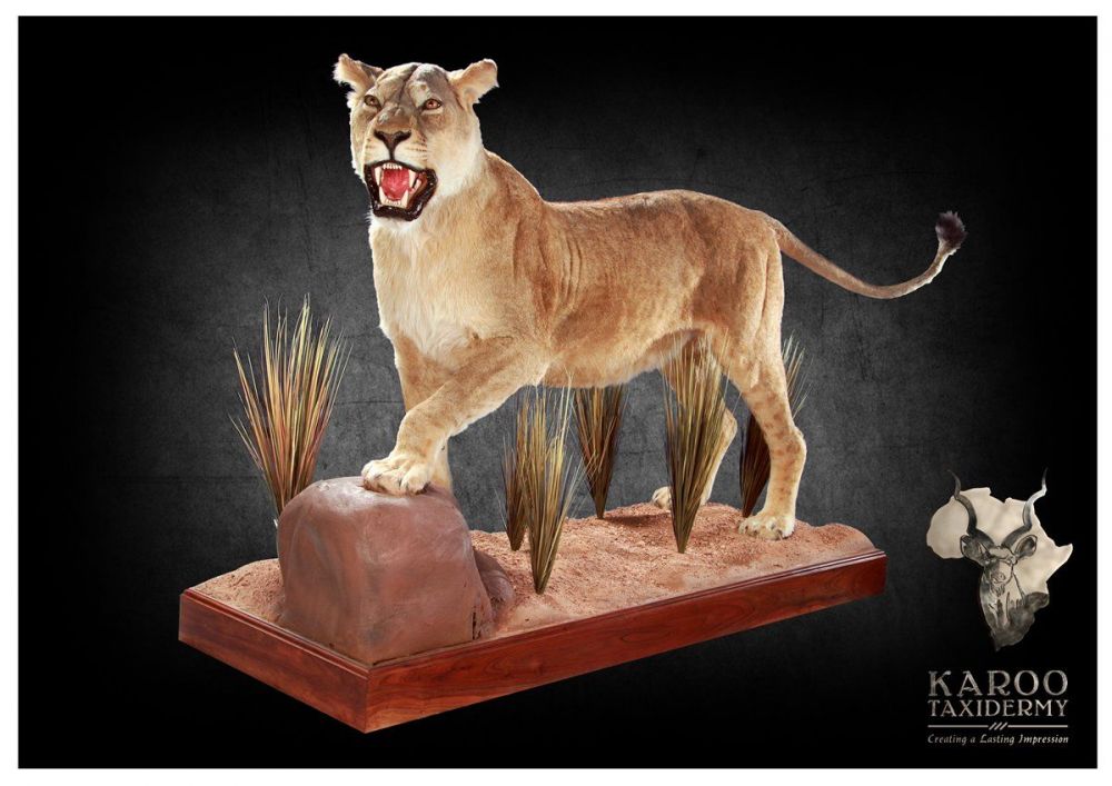 lioness_full_mount516943019.jpg