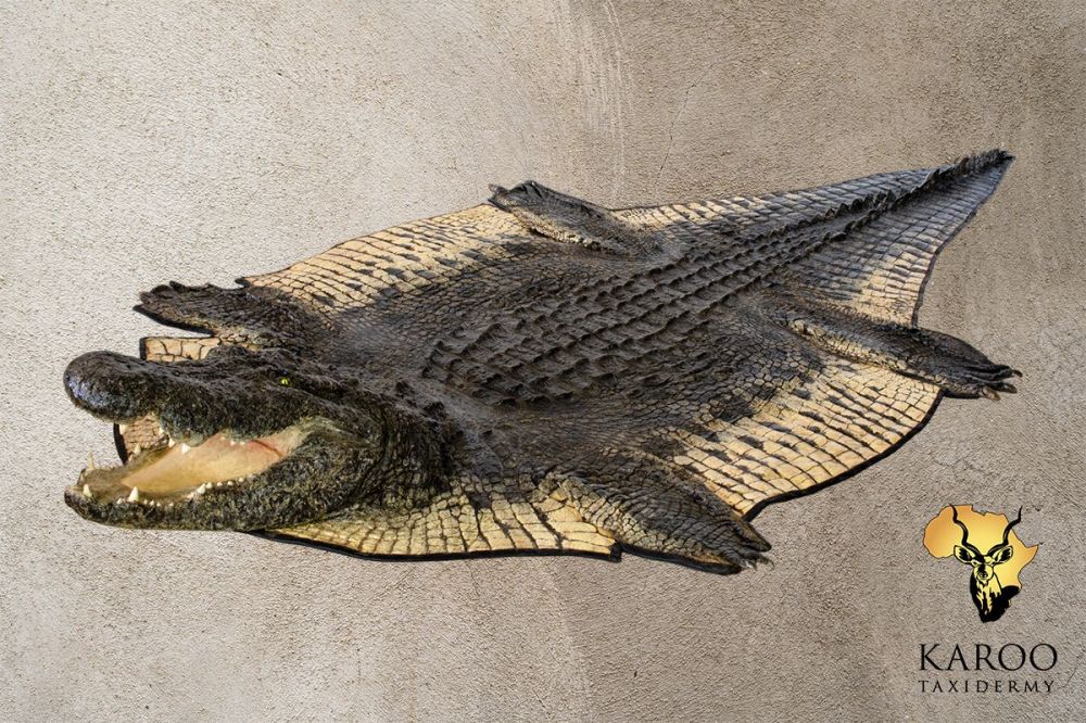 Nile Crocodile Flat Skin with Mounted Head and leather Trim