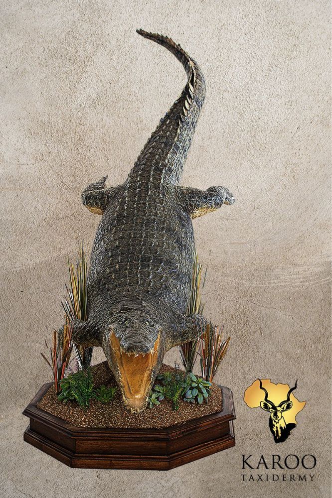 Nile Crocodile Full Mount &ndash; Jumping, 0&deg; Straight