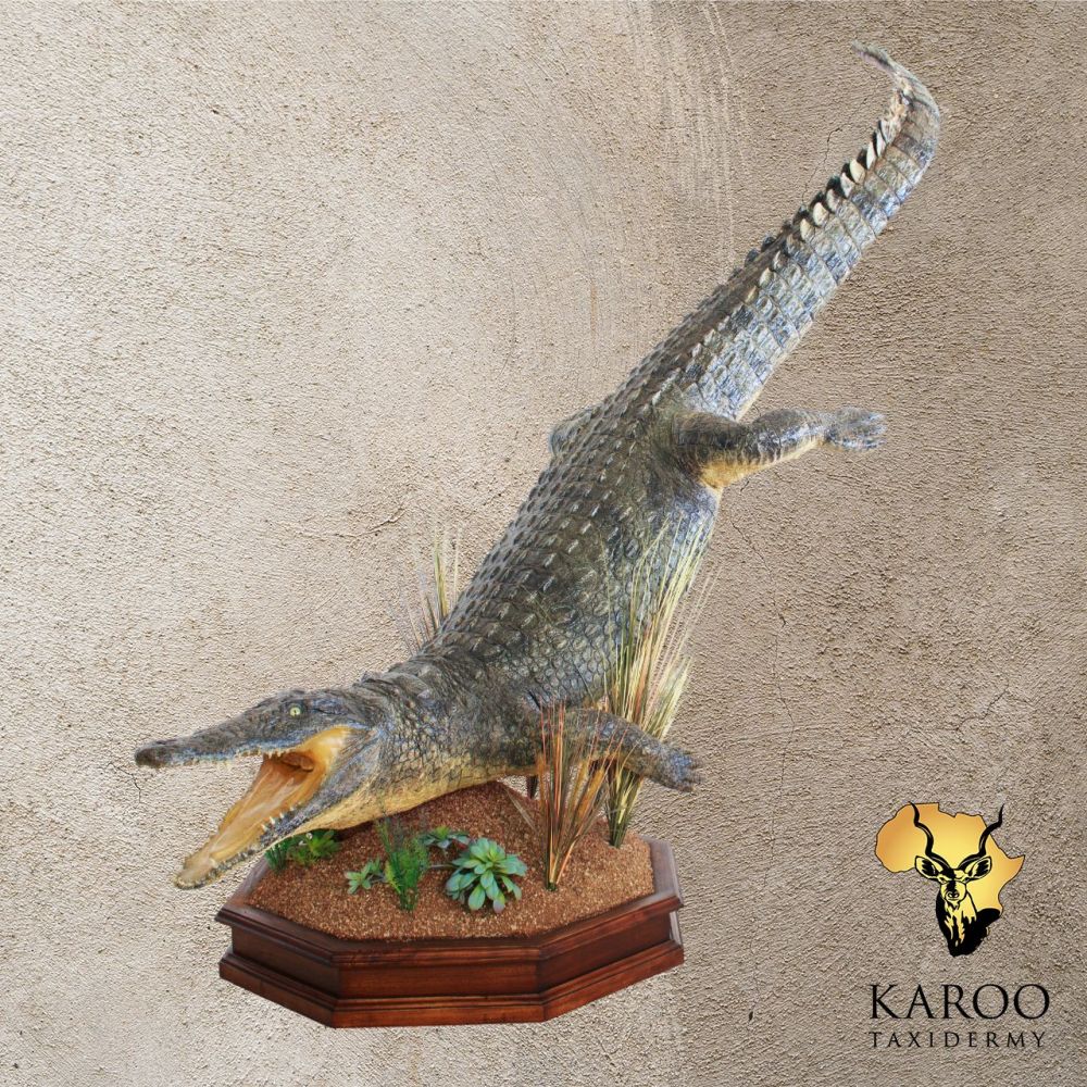Nile Crocodile Full Mount &ndash; Jumping, 0&deg; Straight