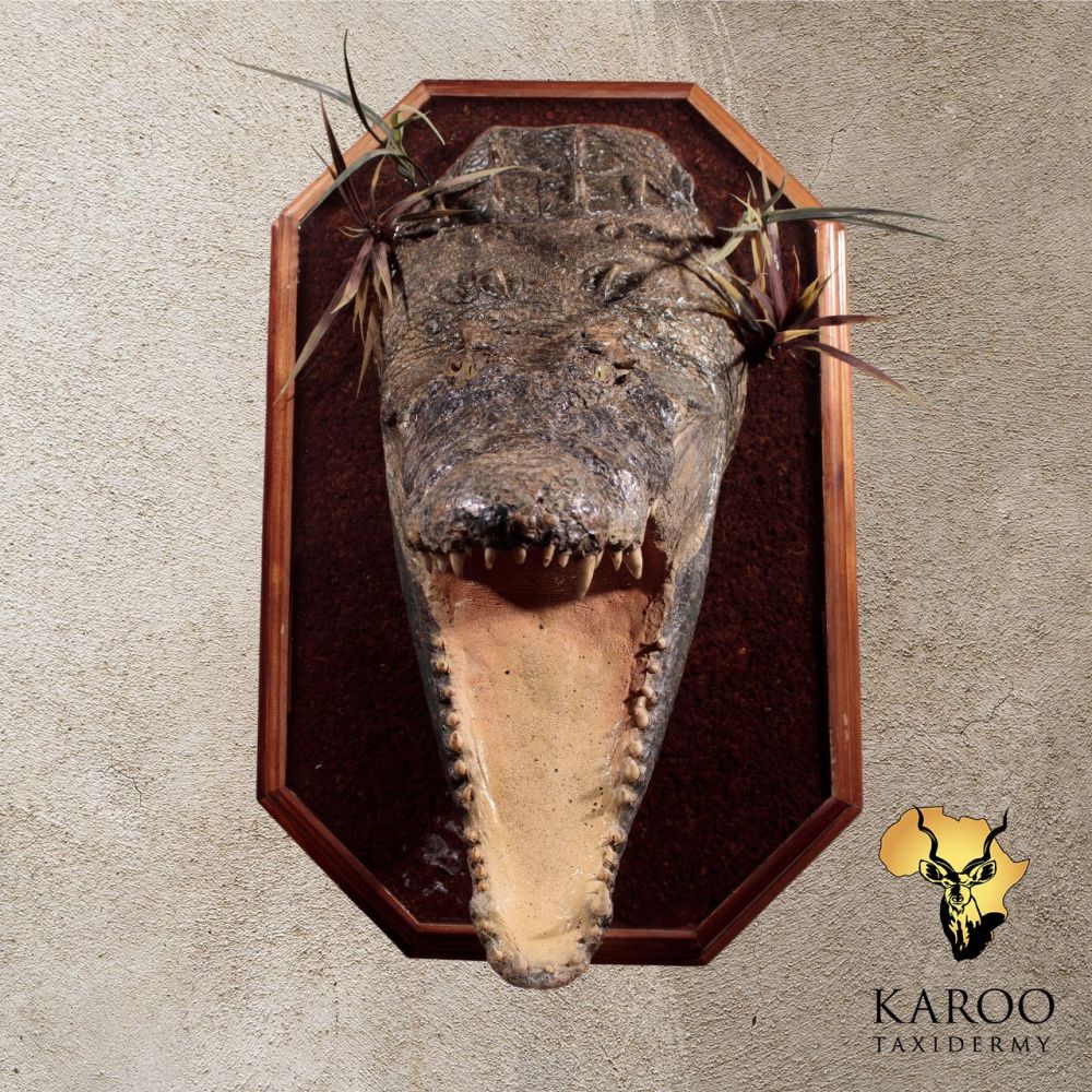 Nile Crocodile Mounted Head Display &ndash; Open Mouth