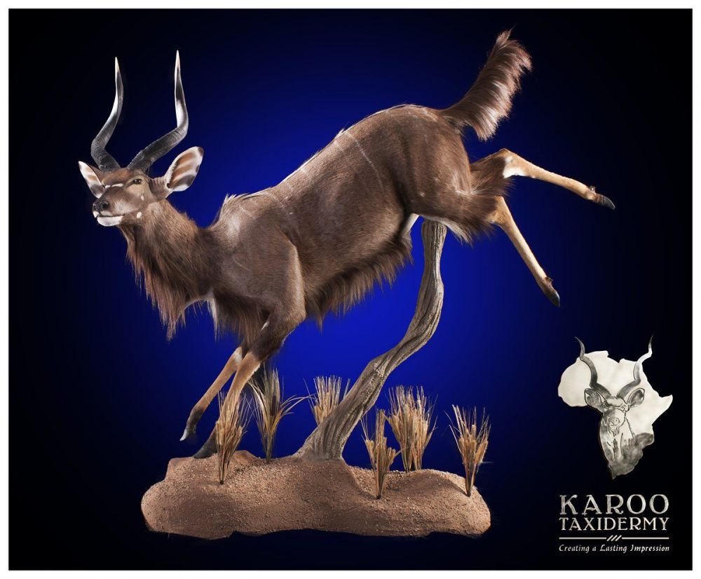 nyala_diorama_mount.jpg