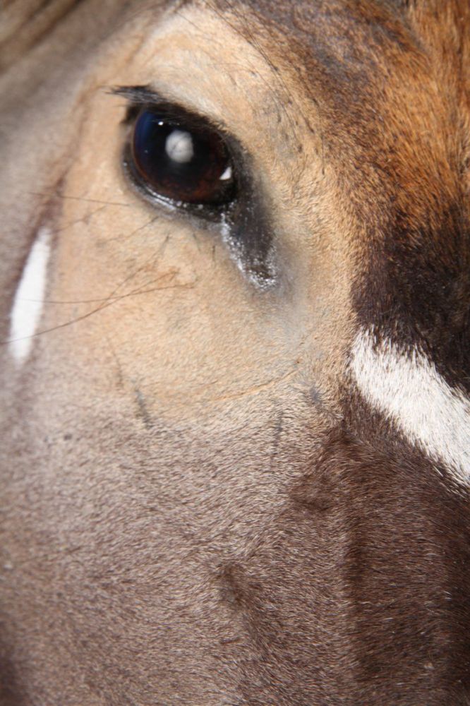 Nyala Eye-Detail