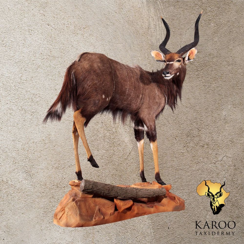 nyala_full_mount_quarter_right.jpg