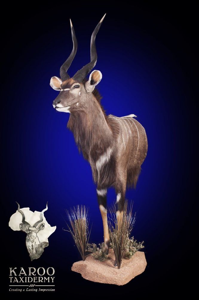 Nyala Half Body Mount