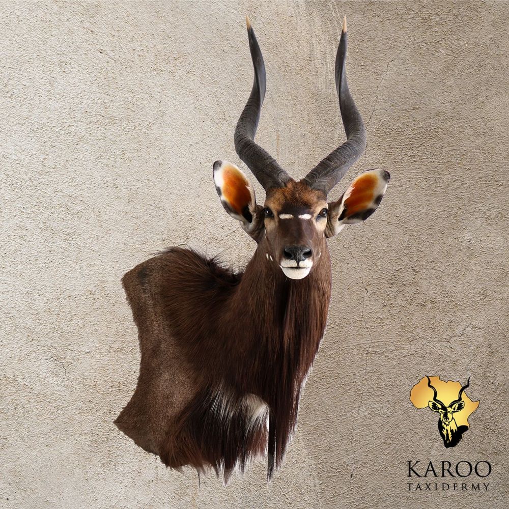 nyala_wall_pedestal_quarter_right.jpg