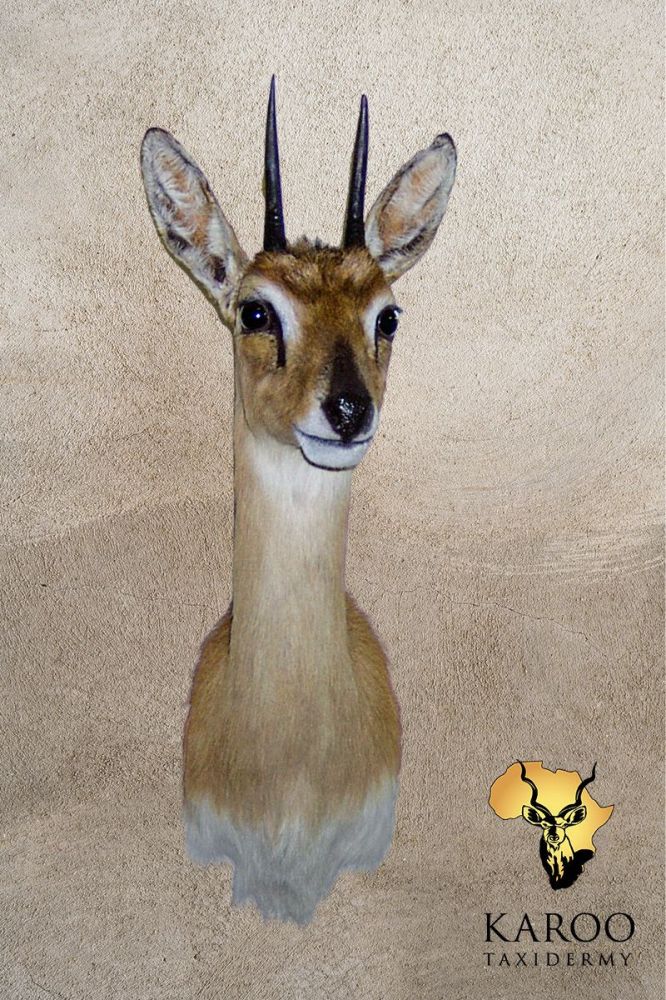 Oribi shoulder mount looking 8th left.jpg