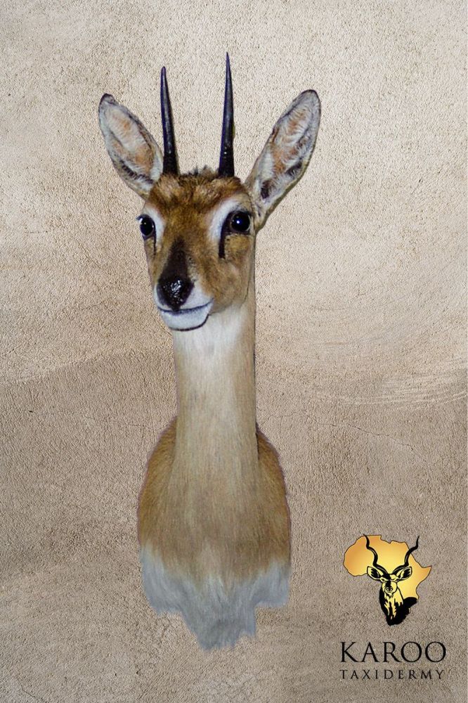 Oribi Shoulder Mount Looking 8th Right.jpg