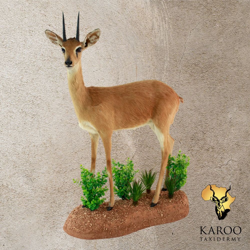 Oribi Standing Full Mount Eighth Left.jpg
