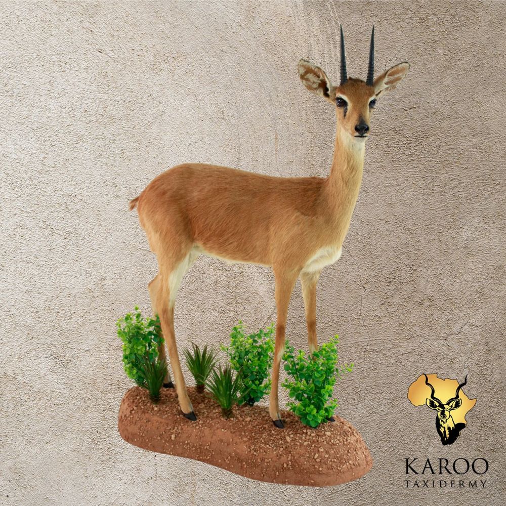 Oribi Standing Full Mount Eighth Right.jpg