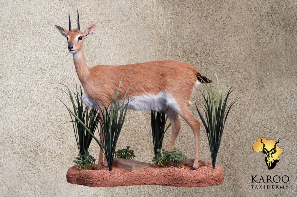 Oribi Standing Full Mount Quarter Left.jpg