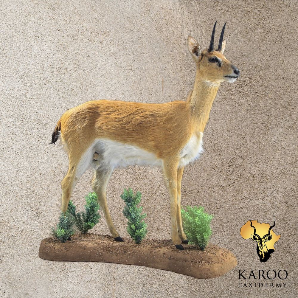 Oribi Standing Full Mount Straight.jpg
