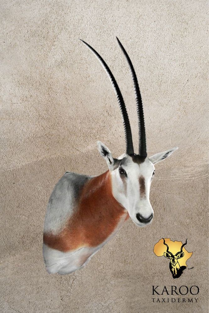 Oryx Shoulder Mount looking Eighth Right