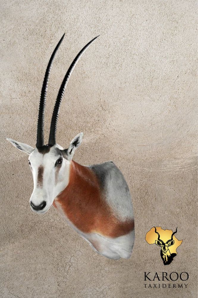 Oryx Shoulder Mount looking Eighth Left