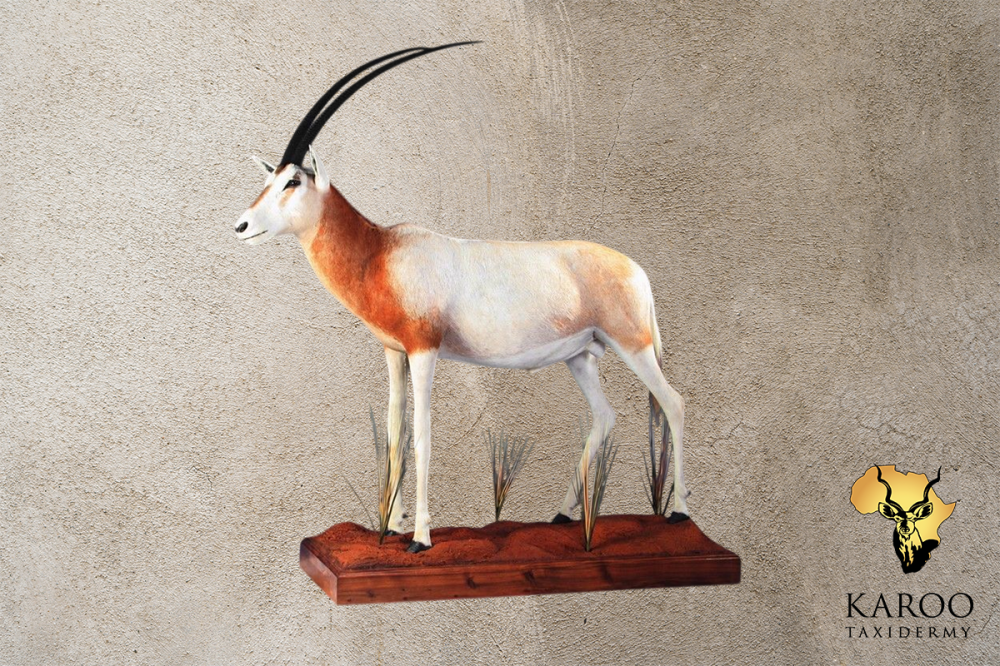 Oryx Standing Full Mount Straight