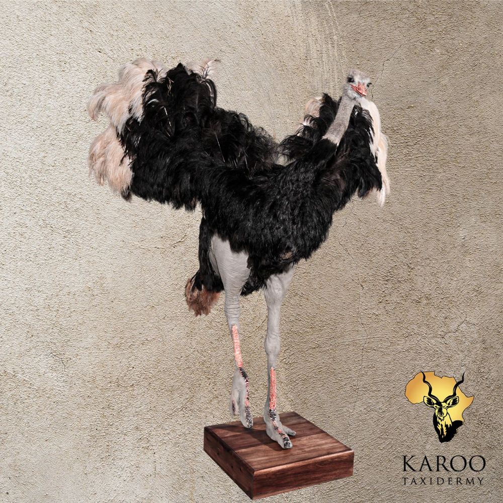 Ostrich Full Mount – Courtship Display