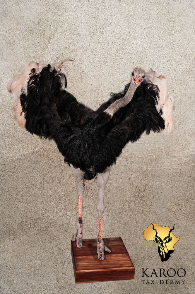 Ostrich Full Mount Dancing